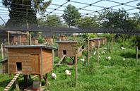 Ansteigende Nachfrage nach Schutznetzen wegen Vogelgrippe